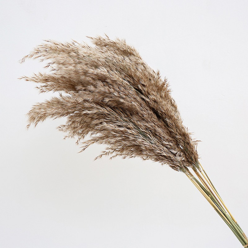 10Pcs Colorful Natural Reeds P - Flower Girl Basket ulasan dan harga